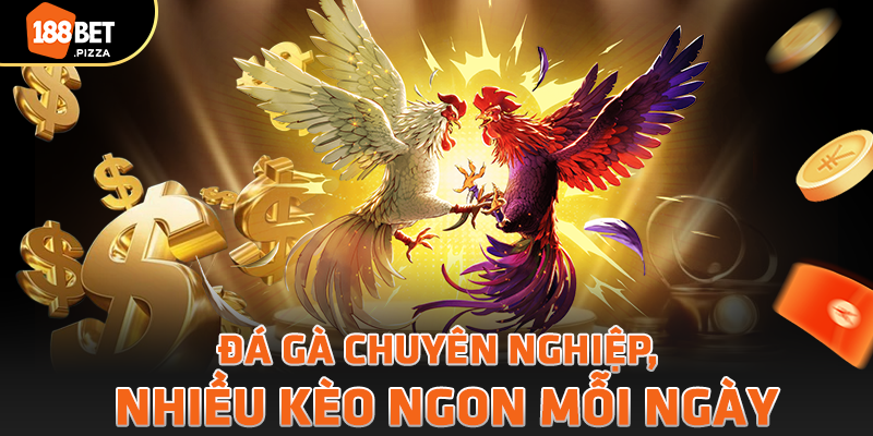 Đá gà chuyên nghiệp, nhiều kèo ngon mỗi ngày